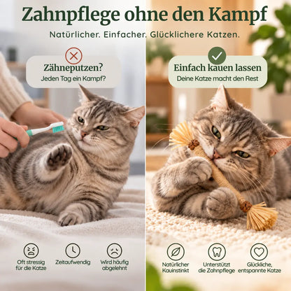 PURRLIO ZahnRitual™ (5 Stk)